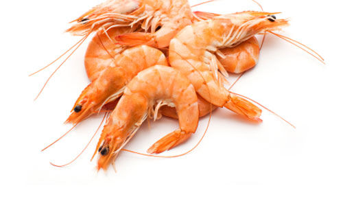 Prawn Fish