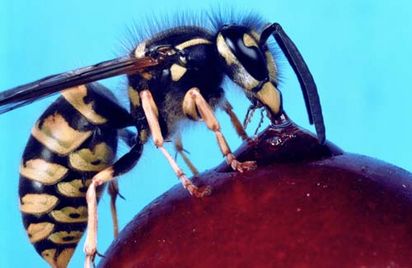 Fruit Wasp