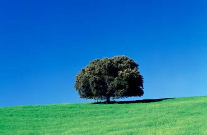 British Oak Trees