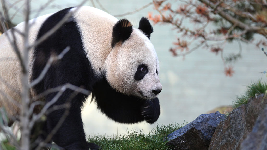 Female panda Tian Tian makes her first appearance in front of the media since arriving from China in December 2011 (G)