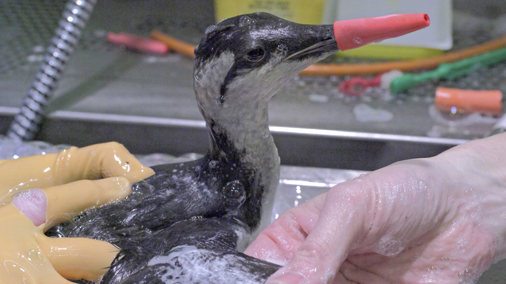 The sticky substance which has killed seabirds on the south coast is an oil additive, according to academics.
