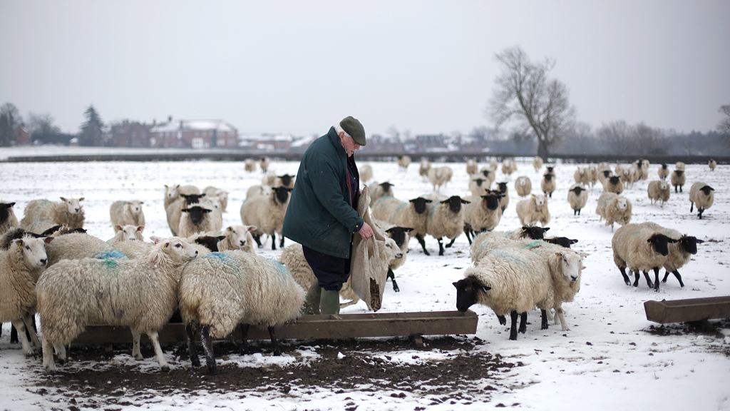 Farmer Roy Kerby feeds sheep after snowfall in Etwall, central England (R)