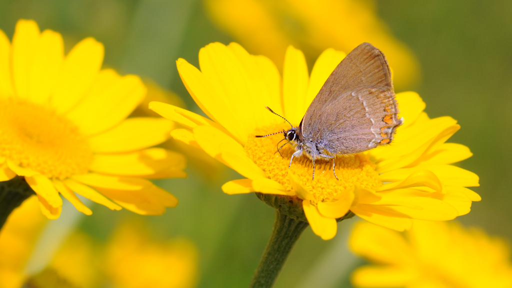 Butterfly on a flower