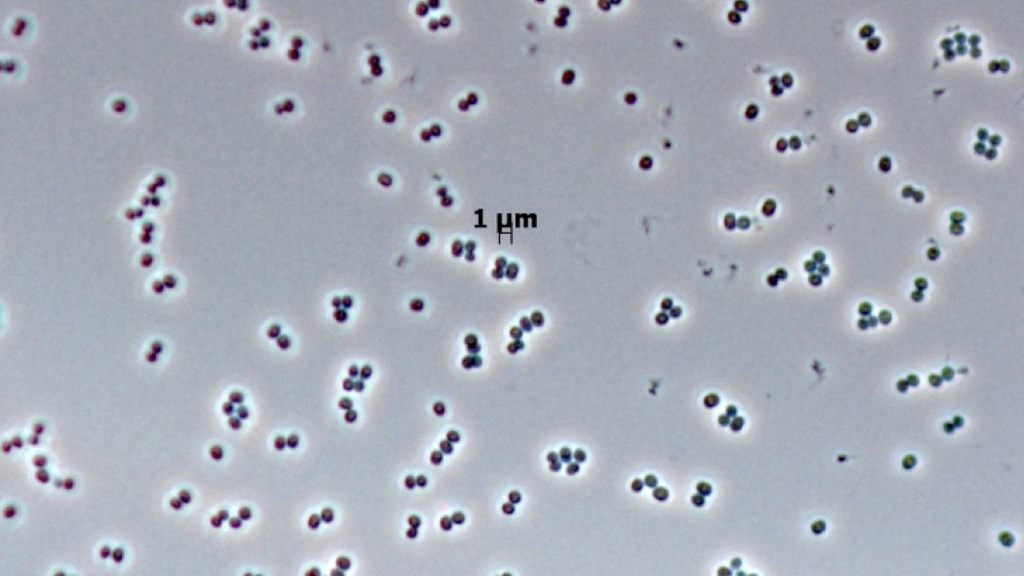 Clean Room Microbes (Leibniz-Institute DSMZ and Jet Propulsion Laboratory, California Institute of Technology)