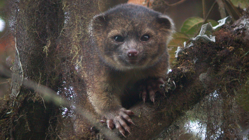 The newly described Olinguito of the Andean cloud forest (Mark Gurney / CC BY 3.0)