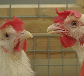 GM chickens designed to 'halt bird flu spread'
