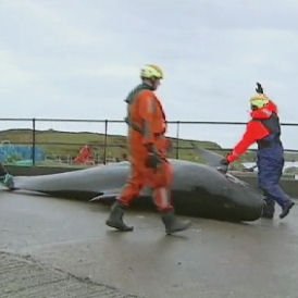 The dead animal was recovered from Loch Carnan in South Uist on Saturday night.