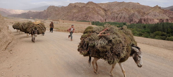 A donkey carries supplies. (Getty)