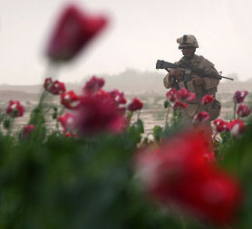 Heroin trade: A poppy in Helmand province as British troops patrol. (Getty)