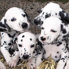 Spot the 16 Dalmatians – Channel 4 News